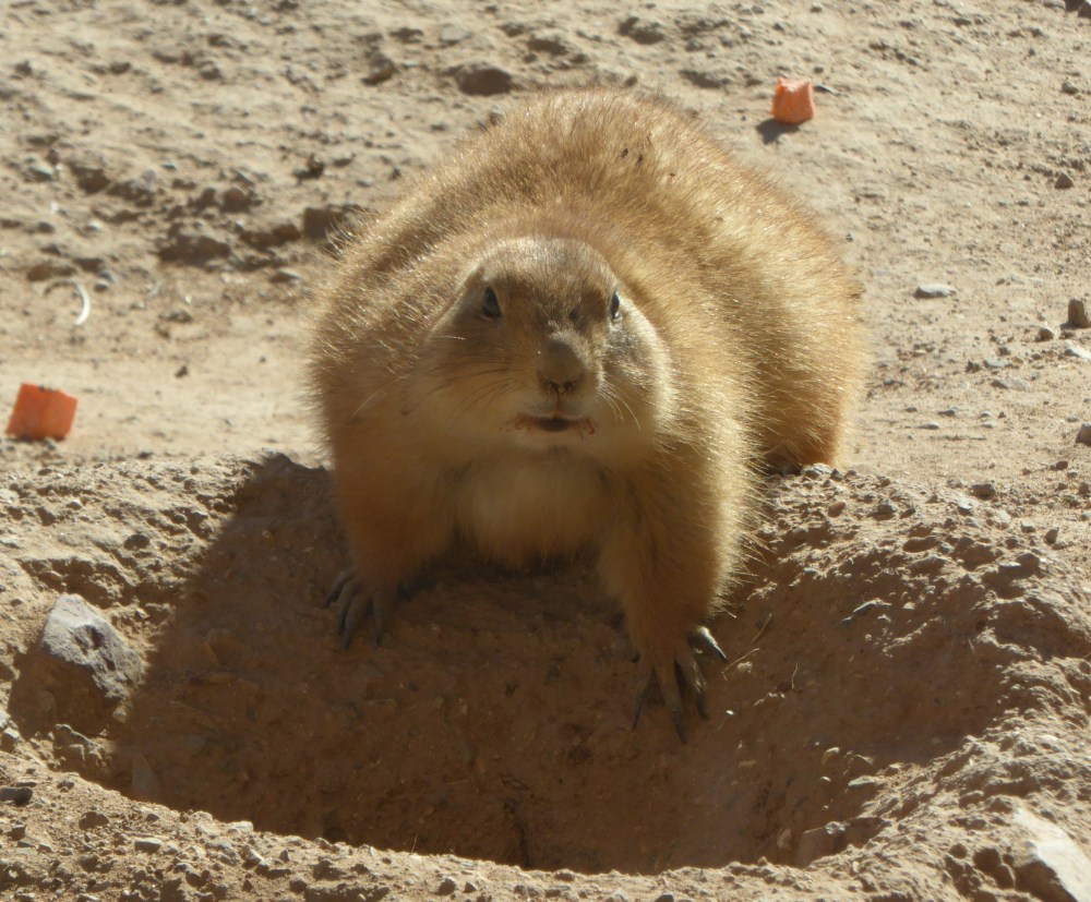 Arizona Pats prairie dog
